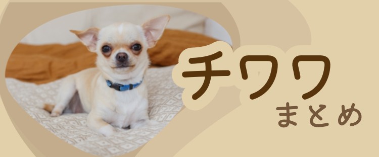 手の中で寝ちゃうよね。たまらなすぎるチワワ